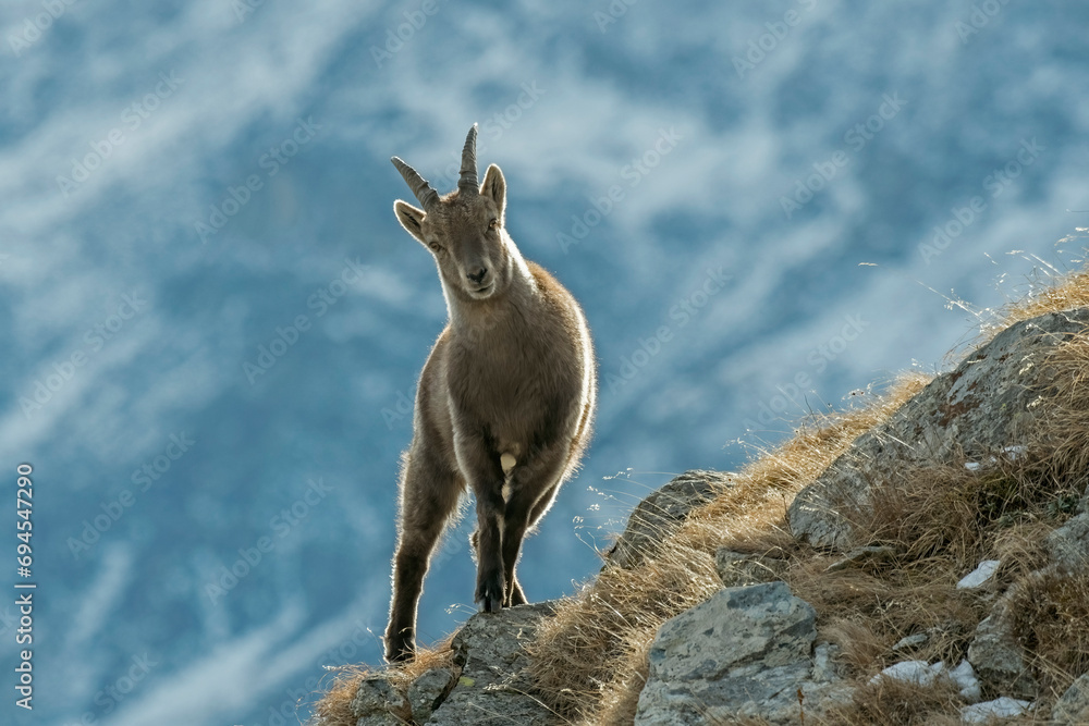 Alpine Ibex, female posing on the edge of a ridge, Capra ibex in its natural environment in the Italian Alps. Horizontal. December.
