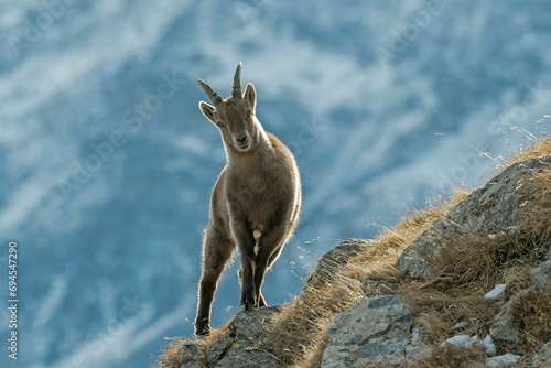 Obraz na płótnie Alpine Ibex, female posing on the edge of a ridge, Capra ibex in its natural environment in the Italian Alps. Horizontal. December. w salonie