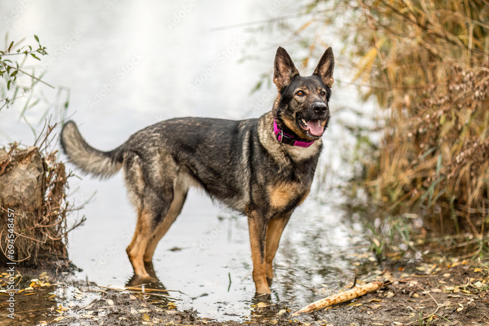 A female german shepherd dog having fun in the water of a pond in autumn outdoors A female german shepherd dog having fun in the water of a pond in autumn outdoors