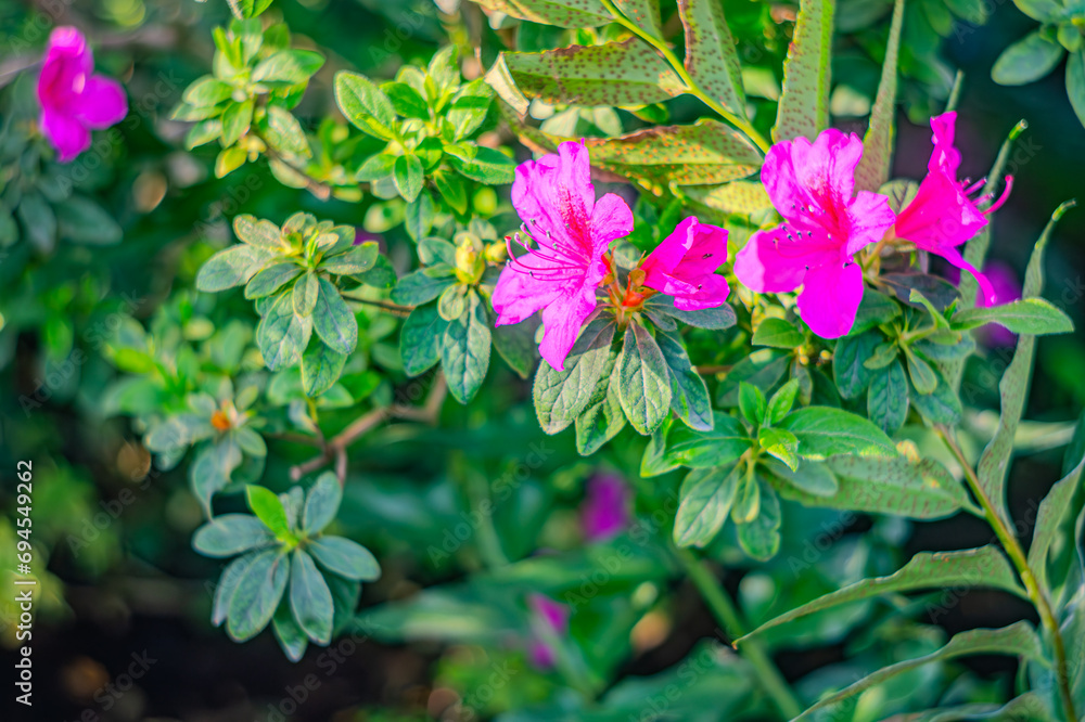 Rhododendron indicum is an azalea Rhododendron species native to Japan. A beautiful spring flower in shades of purple. Kirishima-tsutsuji Rhododendron indicum is an azalea Rhododendron species native to Japan. A beautiful spring flower in shades of purple. Kirishima-tsutsuji