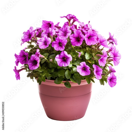 petunia flower in a pot on a transparency background. Png format.