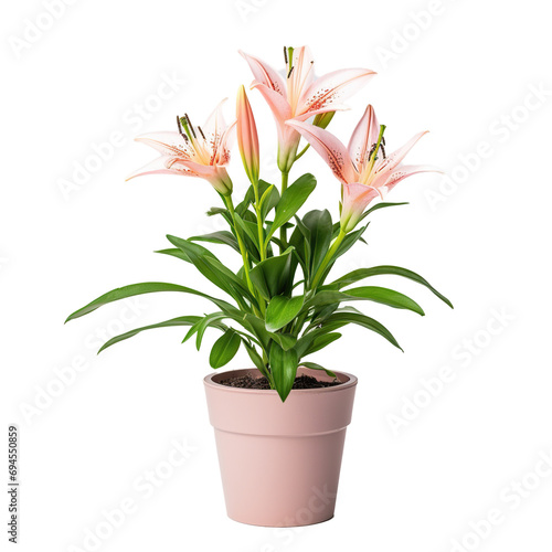 lilies or Spathiphyllum flower in a pot isolated on a transparency background. Png format. 3d illustration