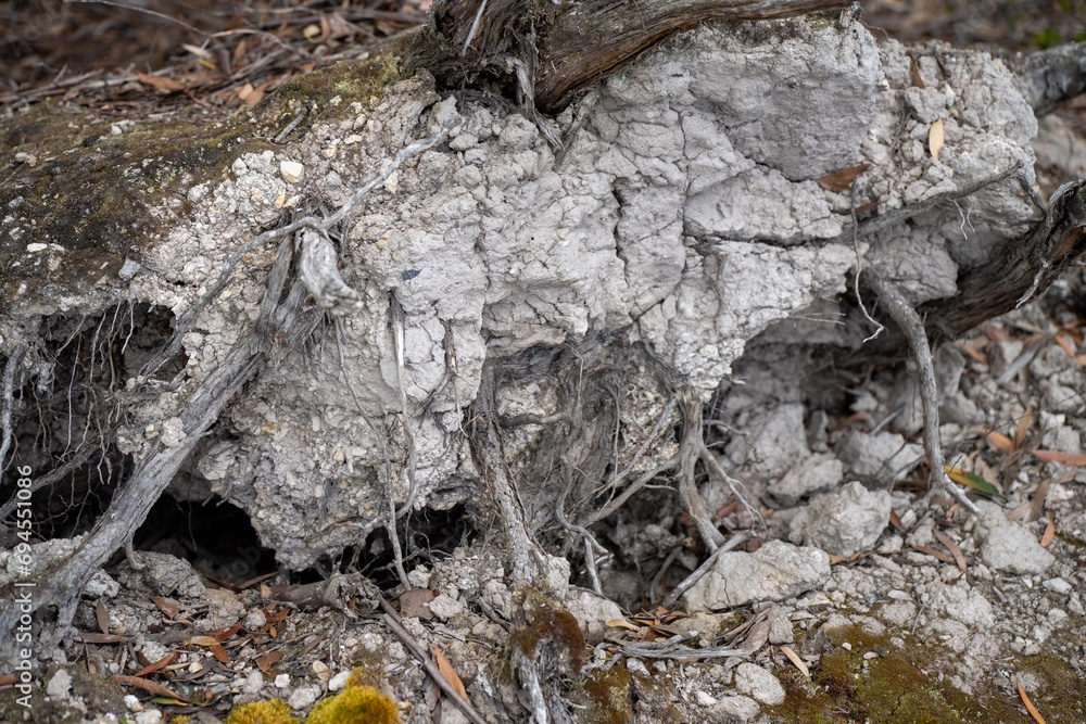 tree roots exposed in soil in australia tree roots exposed in soil in australia