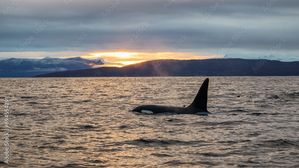 Naklejka premium Orca killer whale (Orcinus orca) spotted at whale watching outside Skjervøy, Tromsø, Norway