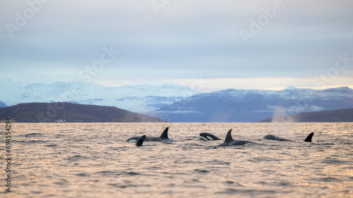 Orca killer whale (Orcinus orca) spotted at whale watching outside Skjervøy, Tromsø, Norway