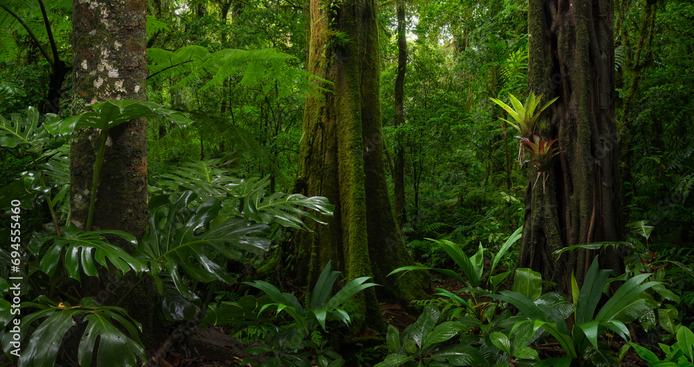 Fototapeta premium Tropical rainforest with big trees