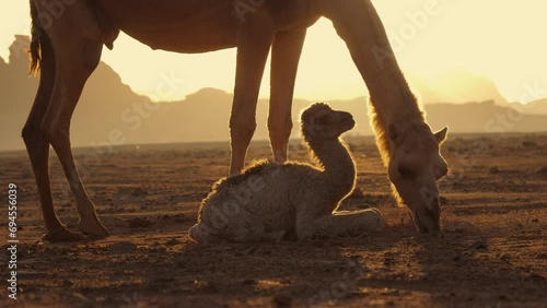 A baby camel next to its mother camel during sunrise. A mother camel feeds her newborn calf in the Jordanian desert next to the ancient city of Petra. photo