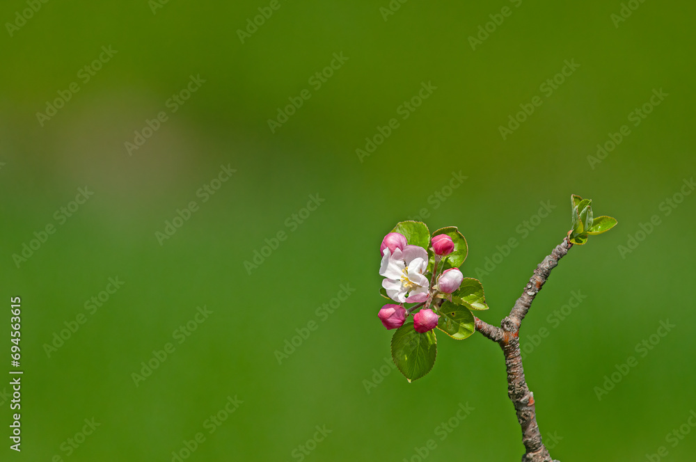 Newly blossomed bud apple blossom in spring. Green background. Newly blossomed bud apple blossom in spring. Green background.