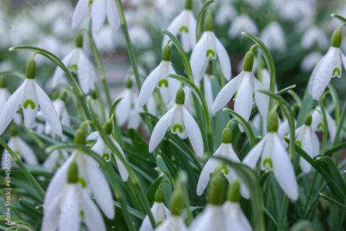 Spring snowdrops flower background. White snowdrops flower in the garden. Early spring close-up flowers.