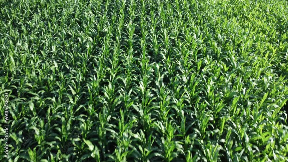 Cornfield aerial view. Agricultural field aerial view. Sustainable organic agriculture. Green corn field. Global food crisis concept. Cornfield aerial view. Agricultural field aerial view. Sustainable organic agriculture. Green corn field. Global food crisis concept.