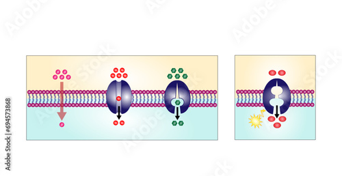 Active vs passive transport for Molecules movement in cell. Membrane transport, different concentration gradients. Diffusion and facilitated diffusion. Active transport via ATP. vector illustration.
