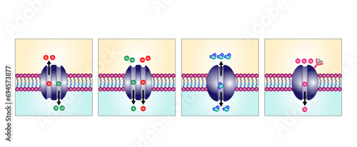 Membrane transporters of ions and molecules across cell membranes. Types of cell membrane channels: Aquaporin, Gated ion channel, Symporter and Antiporter.