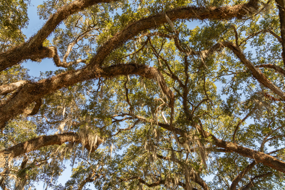 Fototapeta premium Spanish Moss Hanging from overhead Live Oak Tree Branches on a Cotton Plantation in Louisiana 
