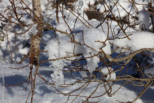 Ast mit Schnee / Branch with Snow /