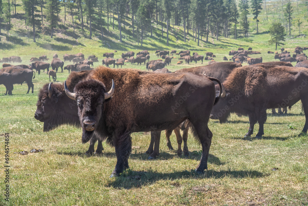 Big bull bison in a herd at Custer State Park - South Dakota - Buffalo