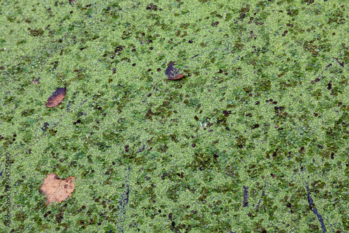 Green Textured Surface of a Scummy Algae Overgrown Pond in the Cajun Maurepas Swamp in Louisiana photo