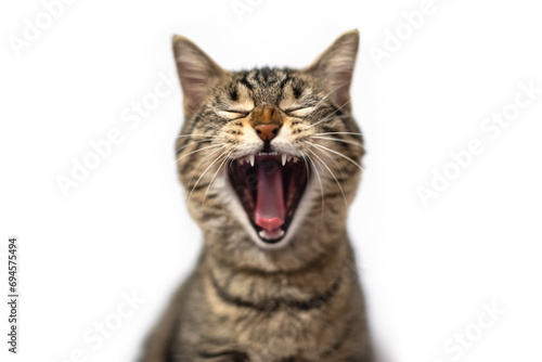Fototapeta Naklejka Na Ścianę i Meble -  cute yawn cat