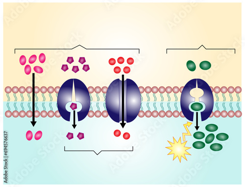Active vs passive transport for Molecules movement in cell. Membrane transport, different concentration gradients. Diffusion and facilitated diffusion. Active transport via ATP. vector illustration.
