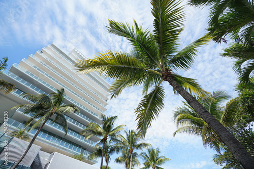 Fototapeta Naklejka Na Ścianę i Meble -  Looking up through the palm trees to blue sky in  Miami South Beach