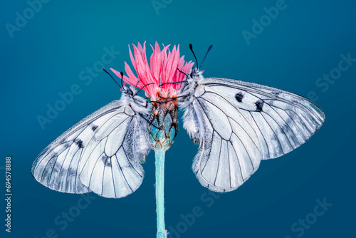 Macro shots, Beautiful nature scene. Closeup beautiful butterfly sitting on the flower in a summer garden. photo