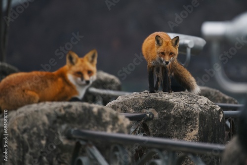 Red foxes