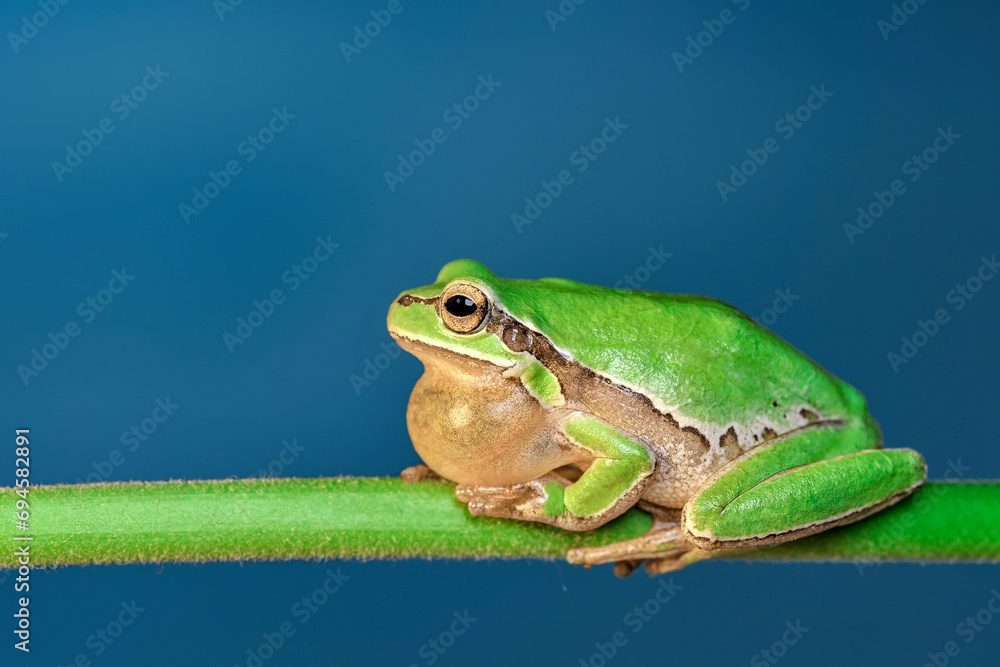 Fototapeta premium Beautiful Europaean Tree frog Hyla arborea 