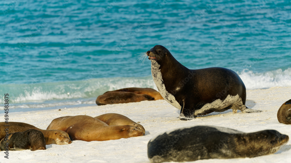 Fototapeta premium King of the beach. A bull Galapagos sea lion barking so everyone else knows whose territory this beach is.