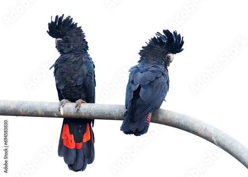 Two Red Tailed Black Cockatoos sitting on a lamp post with a high key background in Mission Beach in tropical Queensland, Australia. photo