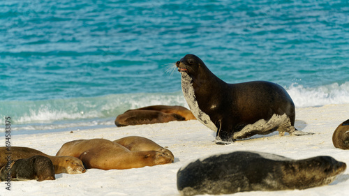 King of the beach. A bull Galapagos sea lion barking so everyone else knows whose territory this beach is.
