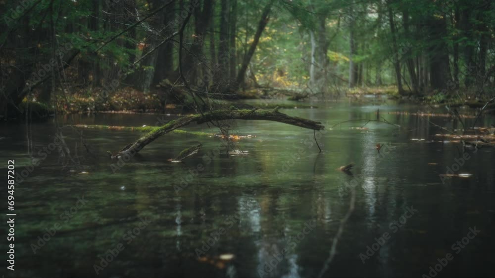 Mossy Stick In A Stream