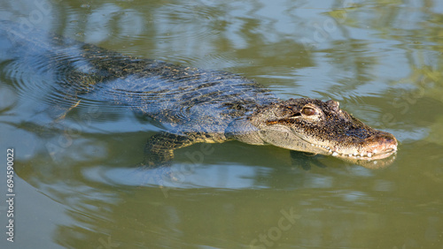 American alligator (Alligator mississippiensis), large crocodilian reptile in the water.