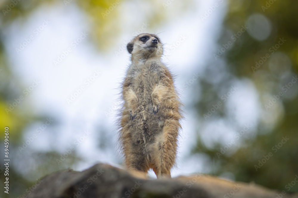 Φωτογραφία The meerkat (Suricata suricatta), portrait of suricate in lookout position