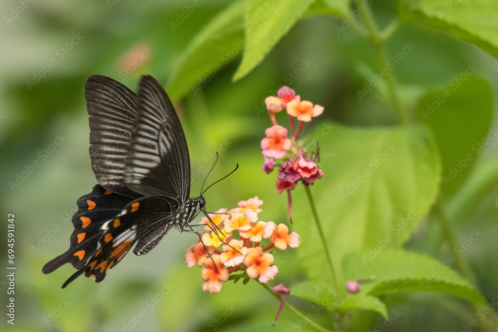 Beautiful American Swallowtail butterfly pollinating a fragrant flower. Beautiful American Swallowtail butterfly pollinating a fragrant flower.