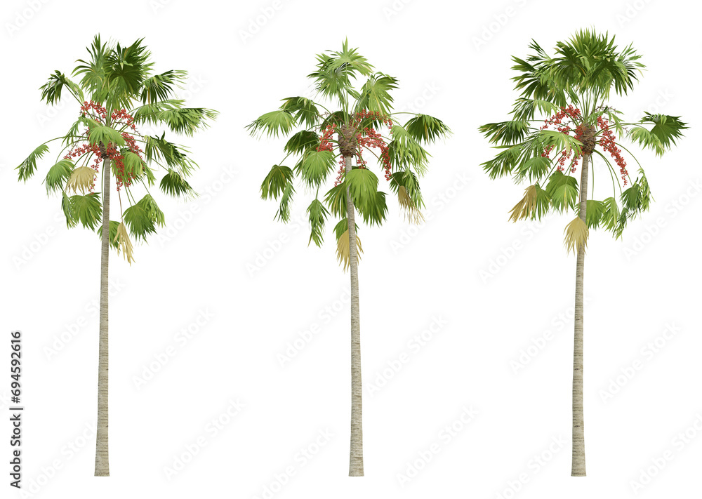 Fototapeta premium Saribus rotundifolius palm tree on transparent background, tropical plant, 3d render illustration.