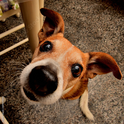 Perro mirando tiernamente de cerca a la cámara con nariz grande y orejas chuecas sentado con pelo marrón y blanco photo