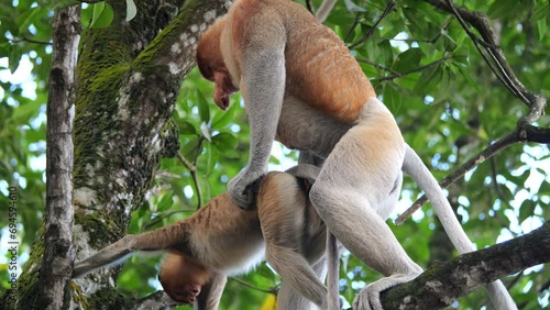 Pair Proboscis Monkeys mating sex	 photo