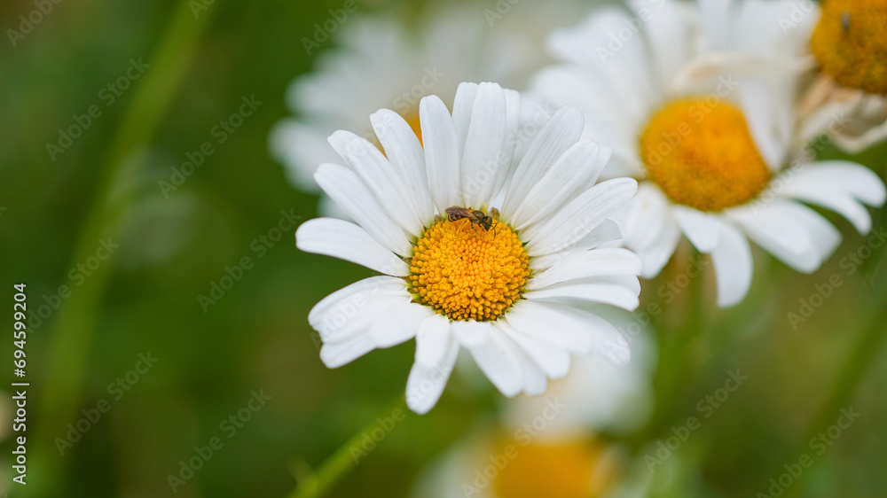 Obraz premium A bee sitting on a marguerite flower