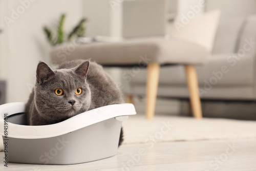 Fototapeta Naklejka Na Ścianę i Meble -  Cute British Shorthair cat in litter box at home