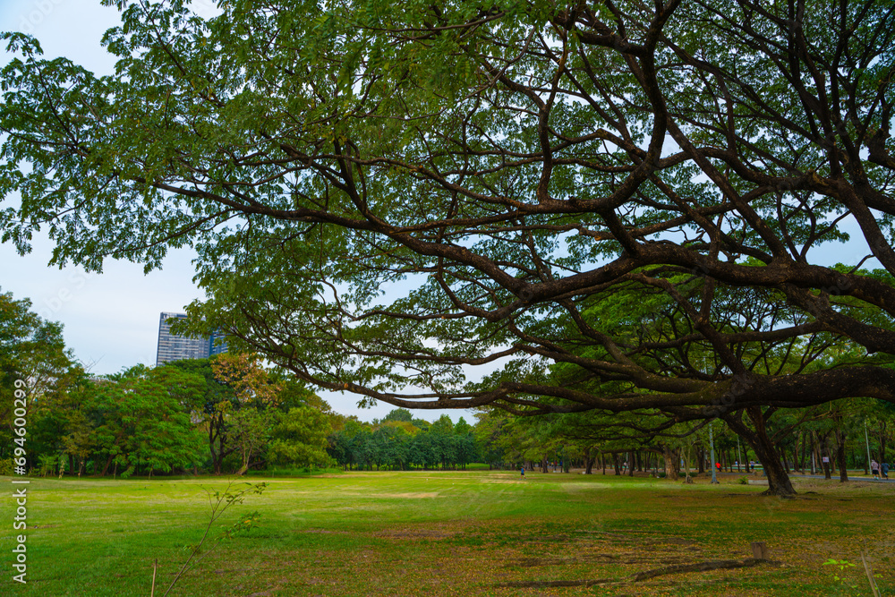 Green meadow grass with tree in city public park fresh air in downtown Green meadow grass with tree in city public park fresh air in downtown