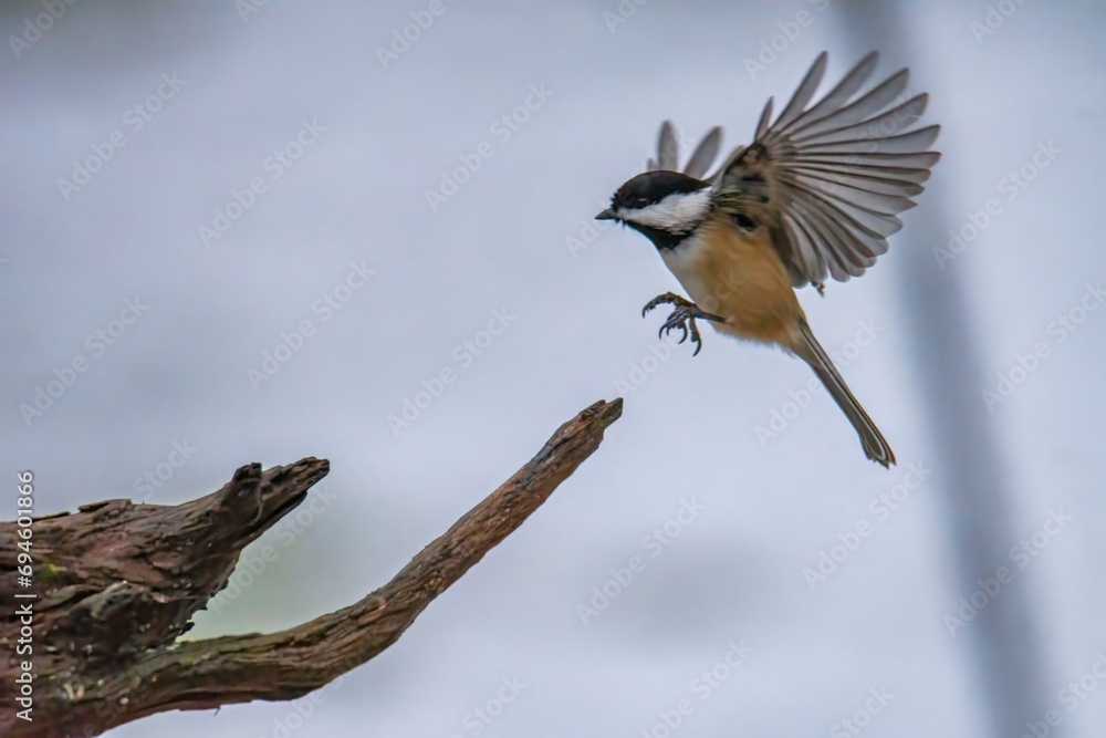 Obraz premium Chickadee flying on a branch