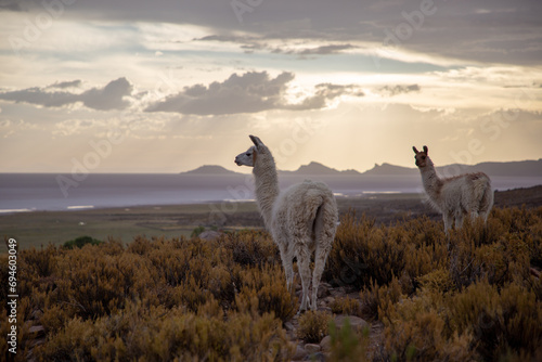 silhouette of llamas 