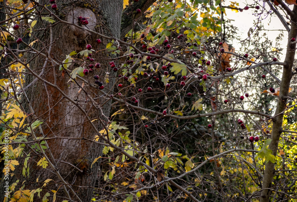 Red rosehip berries on a branch in the autumn forest. Selective focus. Red rosehip berries on a branch in the autumn forest. Selective focus.