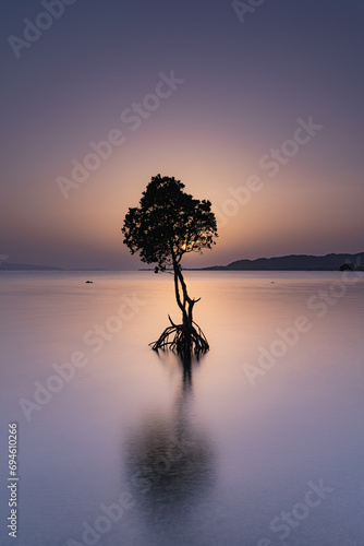 石垣島-【夕景の一本マングローブ】