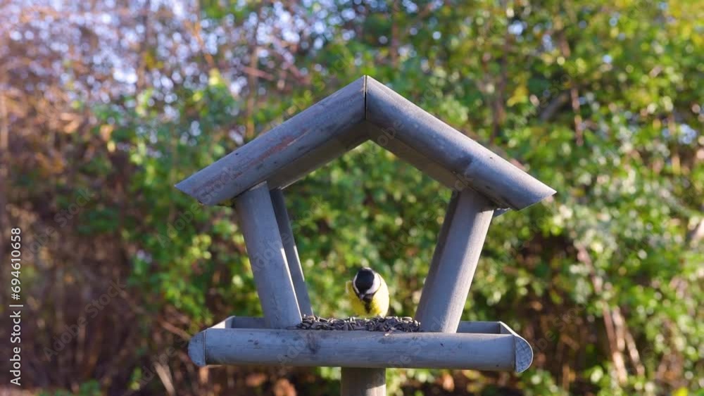 Beautiful small garden bird feeding in winter time in bird feeder Beautiful small garden bird feeding in winter time in bird feeder
