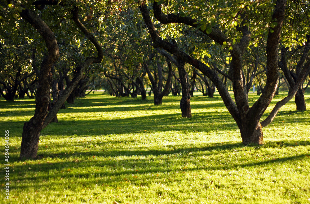 Autumn apple orchard in the Kolomenskoye Museum, Moscow Autumn apple orchard in the Kolomenskoye Museum, Moscow