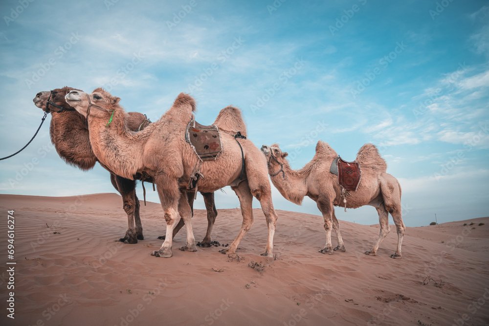 Three camels standing on the tall sand dune in desert of Inner Mongolia, China Three camels standing on the tall sand dune in desert of Inner Mongolia, China