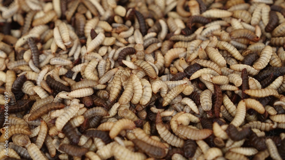 Black soldier fly larvae produced as animal feed. Hermetia illucens. Insect factory farm Black soldier fly larvae produced as animal feed. Hermetia illucens. Insect factory farm