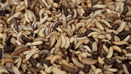 Black soldier fly larvae produced as animal feed. Hermetia illucens. Insect factory farm © Fevziie
