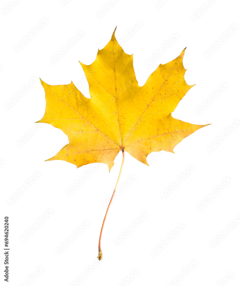 Fototapeta premium One maple leaf isolated on white. Autumn season