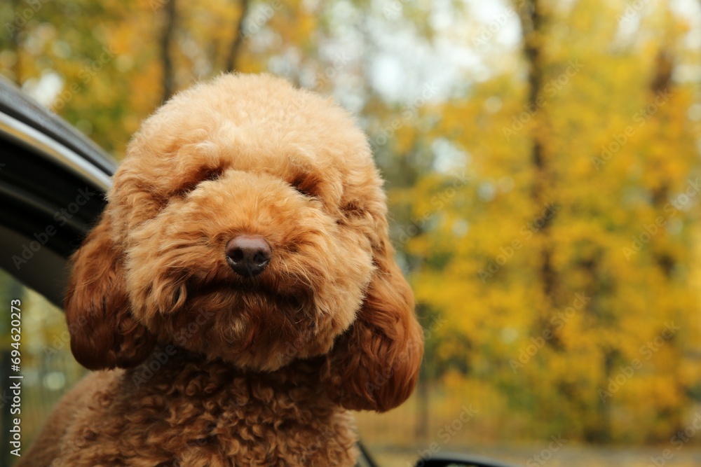 Cute dog inside black car, view from outside. Space for text Cute dog inside black car, view from outside. Space for text
